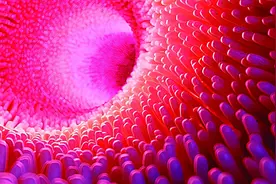 哺乳动物可通过肠道“吸氧”！有望为呼吸衰竭危重患者提供新范式图片