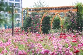 咸阳网红打卡点花开正盛，据说撑起了整个夏天的颜值！图片