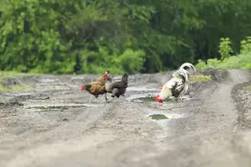 农村俗语“不怕坟头野鸡叫，就怕屋后蛤蟆跳”，啥意思？在理吗？图片