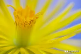 微距镜头下的五彩花花世界图片