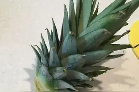 吃剩下的菠萝头别丢，水培生根后转土培，2年后可开花结果图片