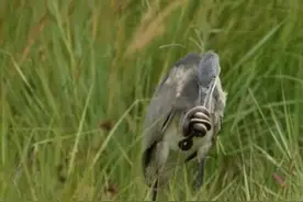 南非一条水蛇和苍鹭拉锯战，鸟喙啄蛇身，蛇反缠鸟喙，谁赢谁负？图片