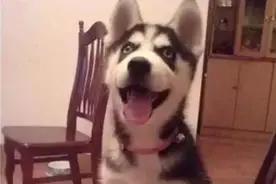 古惑仔之狗定胜天！哈士奇：你以为我叼你啊？出来单挑啊？图片