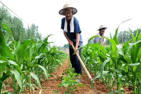 2021年农民补贴收到了吗？5种补贴开始发放，严查骗补、套补行为图片