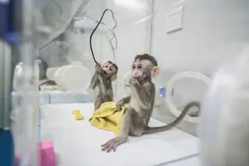 中国猴为何比芯片还重要？中国猴暂停出口，或影响美国抗疫？图片