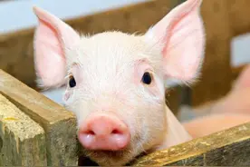 猪的智商相当于12岁小孩，动物中的聪明者，为什么寿命却很短？图片