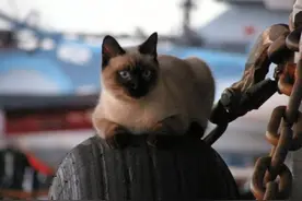 各国军舰上养啥动物？英国养猫，战斗民族养熊，中国：换上条龙图片