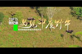 【COP15】濒危的“白袜子”图片