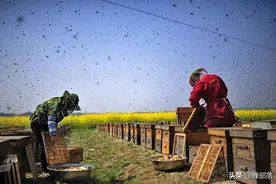 出现急造王台的蜂群中，谁在控制蜂群？原来老王早有“遗诏”图片