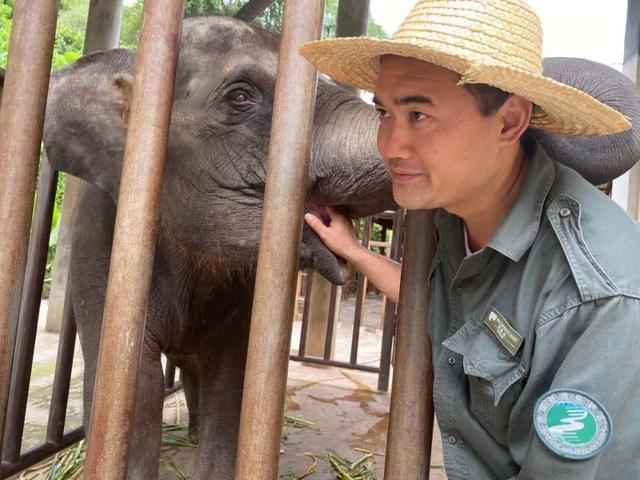 在西双版纳,救护亚洲象的人:喂药时需“斗智斗勇”,它们听得懂简单的指令,能区分饲养员