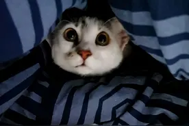 流浪小猫“死皮懒脸”的跟着网友回家，网友却说它是小白眼狼图片