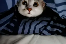 流浪小猫“死皮懒脸”的跟着网友回家，网友却说它是小白眼狼图片