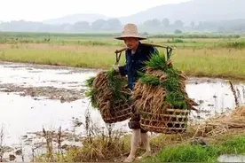 网友：农民辛苦都是假的，不然为何不离开农村！你怎么看？图片