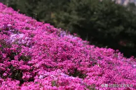 烟台人游烟台 | 一起去昆嵛山赏百亩芝樱花海~图片