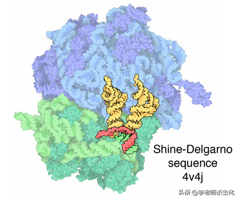 蛋白质翻译的起始阶段（一）
