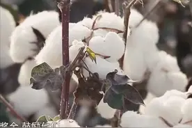 棉花公主杨敏德：奔赴新疆25年，10万亩棉田造就一个百亿王国图片