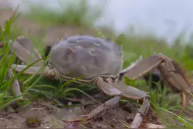 养蟹成活率不到4成，从亩产不足70斤到200斤，他做对4件事图片