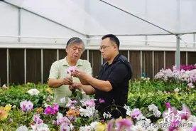香港85后在佛山育出上千新品种蝴蝶兰：曾耗时13年改良一个罕见品种视频封面