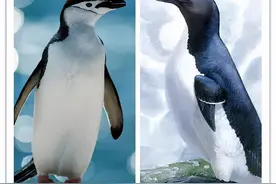 灭绝动物之大海雀图片