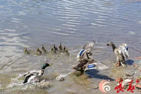 萌翻了！毛茸茸的小野鸭下水了图片