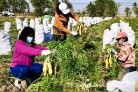 安宁渠：胡萝卜丰收 田间采收忙图片