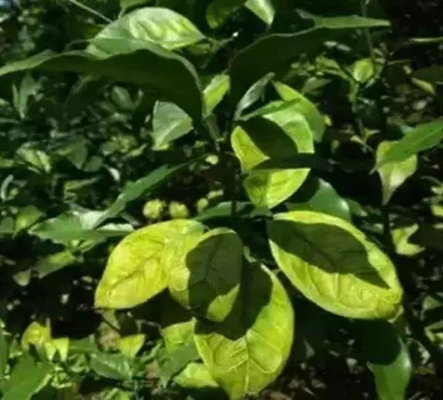 銆屽啘鍖栫鏅€嶆鐗╃己绱犲師鍥犲強 妞嶇墿缂虹礌鐥囩姸瀵圭収琛? onerror=