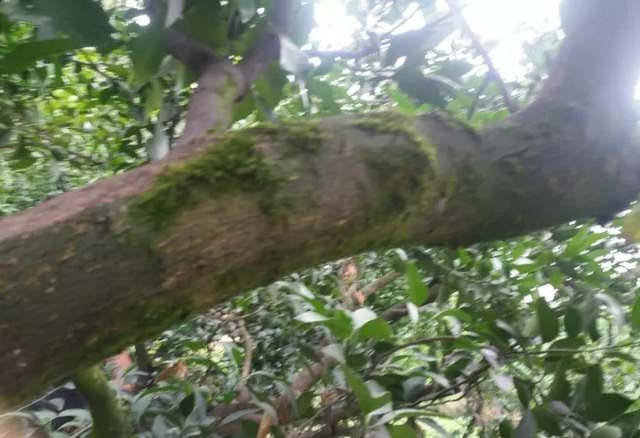 柑橘青苔总是打不掉？掌握几个小技巧，青苔轻松搞定