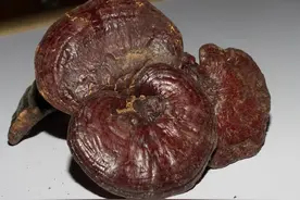 武侠小说里的仙草究竟有多“仙”图片