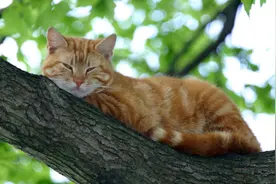 猫咪有跳蚤怎么办？老祖宗流传下来的“偏方”，很受用图片