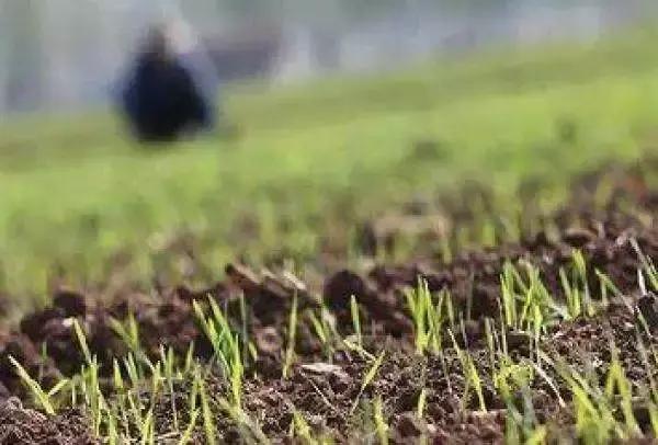 喷除草剂后几小时下雨不受影响（喷过除草剂后下雨了）