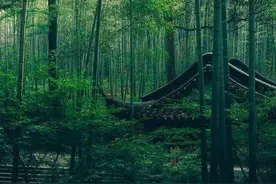 王维《竹里馆》- 孤独不再，因为心有明月图片