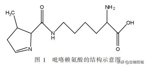 氨基酸是22种？21种？还是20种？