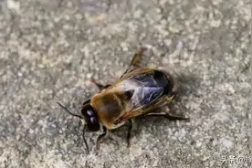 蜂群中出现“大肚汉”，累了工蜂储蜜还不多，一张薄片轻松解决图片