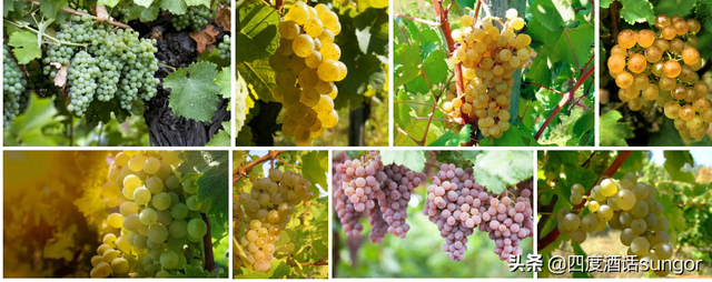 10年经验1篇文章，细数行业内幕，让你更懂葡萄酒