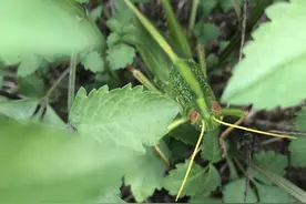 蝗虫的营养价值图片