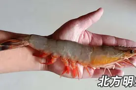 市场上常见的五种虾，五张照片让你分清产地和价格图片