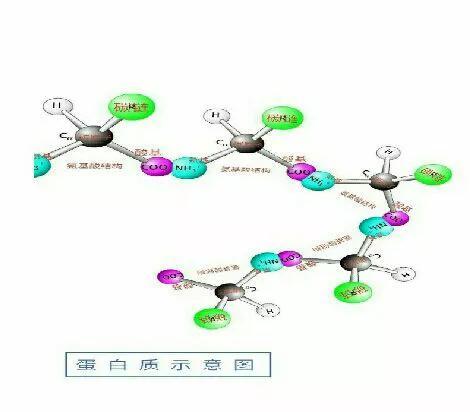 《宇宙的秘密全部揭开（二十四）分子生物学》