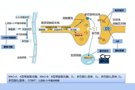 【小帕讲故事】多巴胺受体激动剂图片