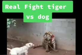 狗欺负被拴住的老虎……图片