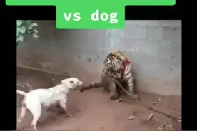狗欺负被拴住的老虎……图片