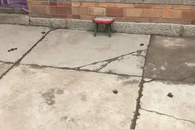 在居民家中安家后，2只蝙蝠繁殖成20只，昔阳消防员帮忙清走图片