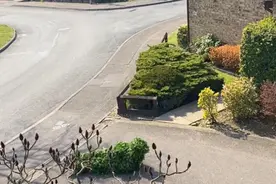 英国有人为逃避居家禁令，竟扮成一丛灌木匍匐出街图片