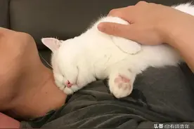 科学证实，养猫吸猫有利于身体健康图片