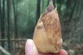 我想出去走走图片