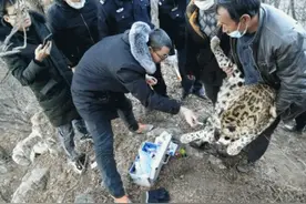 山西陵川一男子非法捕猎金钱豹获刑6个月图片