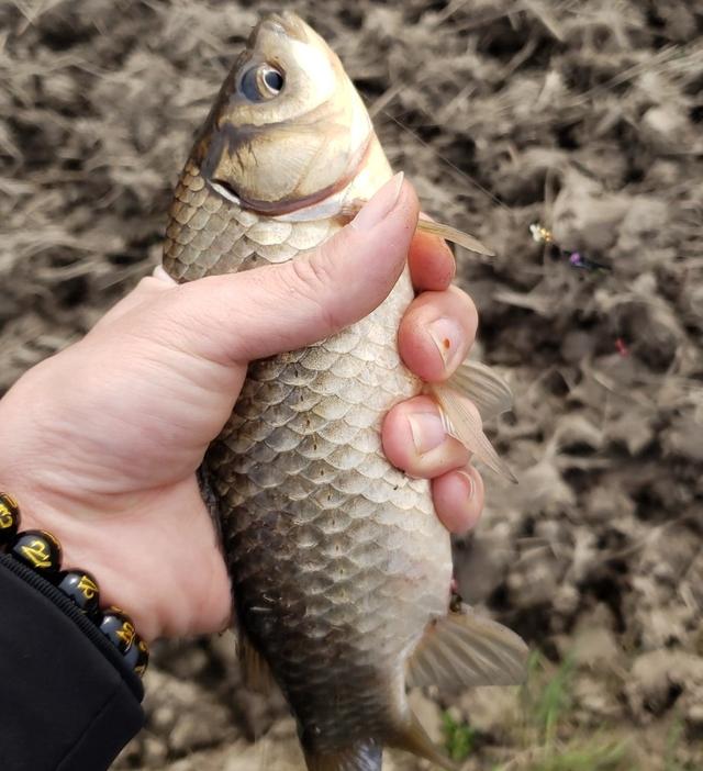 鲫鱼的种类有哪些，教你怎么区分各种鲫鱼