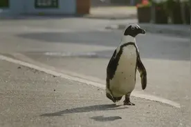 两只企鹅南非被救起，后代在市中心下蛋，从此名声大噪，站稳脚跟图片