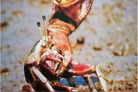 当横行霸道“蟹”逅呆萌可爱……这些奇热的观赏蟹不了解一下？(*╹▽╹*)图片