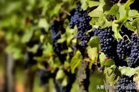 火！弥勒这个38年的金字招牌！年产值2.11亿图片