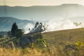 全南两人扫墓失火烧山230余亩，补植复绿获判缓刑图片